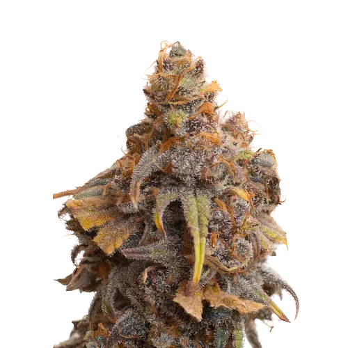 Swiss cannabis seeds packaging — Royal King Seeds Australia