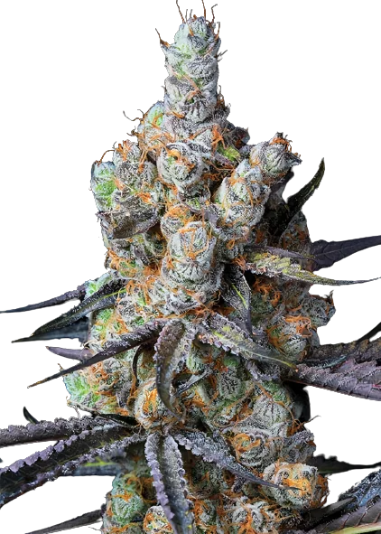 Tahoe Hydro OG cannabis seeds packaging — Royal King Seeds Australia
