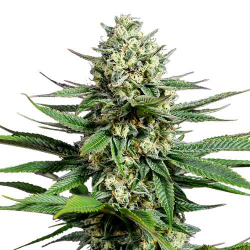 Tahoe OG cannabis seeds packaging — Royal King Seeds Australia