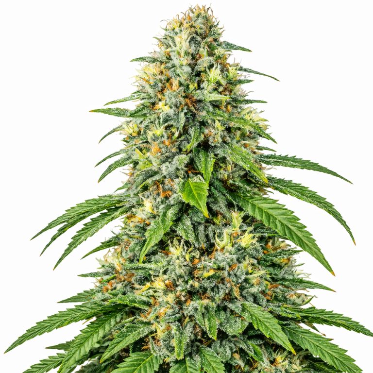 Tahoe OG Kush cannabis seeds packaging — Royal King Seeds Australia