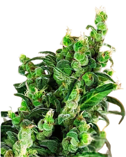 Tangerine Kush cannabis seeds packaging — Royal King Seeds Australia