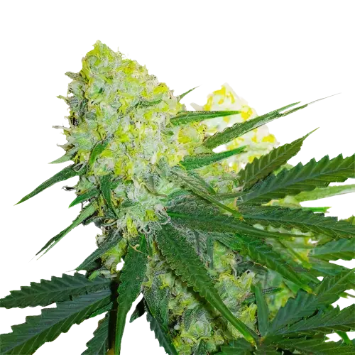 Tangerine Power cannabis seeds packaging — Royal King Seeds Australia