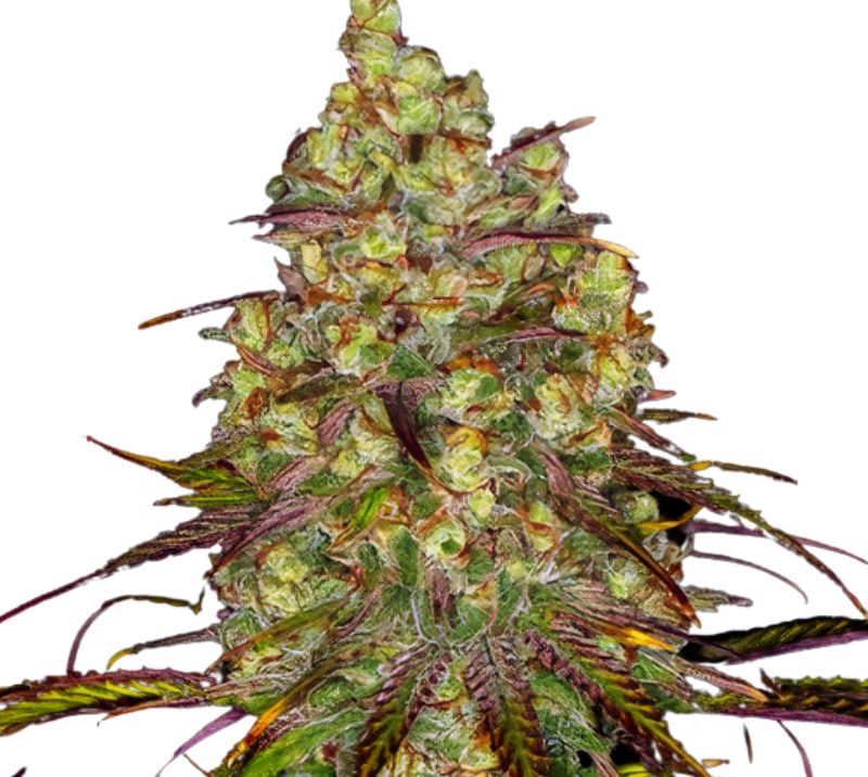 Tangie Dream Book cannabis seeds packaging — Royal King Seeds Australia