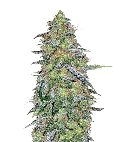 Tangilope cannabis seeds packaging — Royal King Seeds Australia