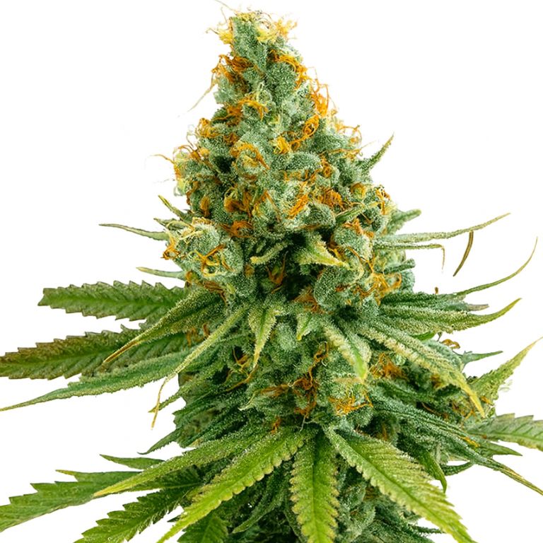 Tango cannabis seeds packaging — Royal King Seeds Australia