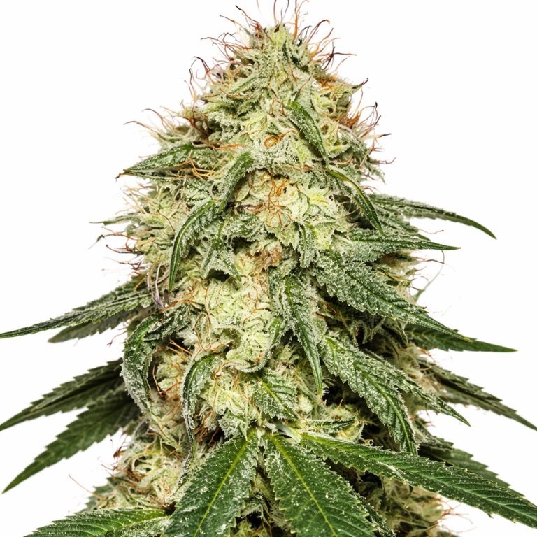 Tembo Kush cannabis seeds packaging — Royal King Seeds Australia