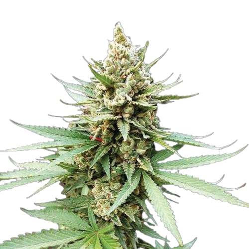 Terminator OG cannabis seeds packaging — Royal King Seeds Australia