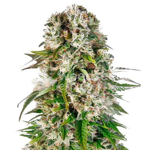 THC Bomb cannabis seeds packaging — Royal King Seeds Australia