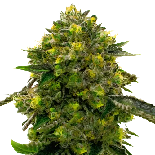 The Big Stink cannabis seeds packaging — Royal King Seeds Australia