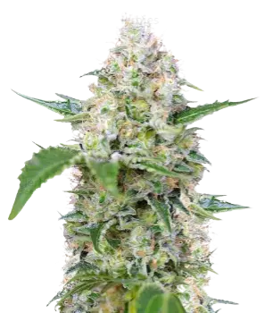 The Hog cannabis seeds packaging — Royal King Seeds Australia