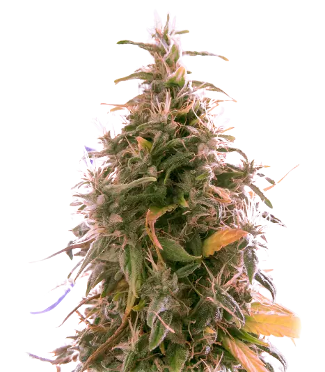 The Sister cannabis seeds packaging — Royal King Seeds Australia