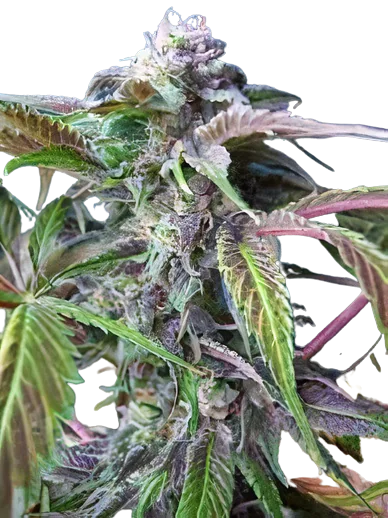 The Truth cannabis seeds packaging — Royal King Seeds Australia