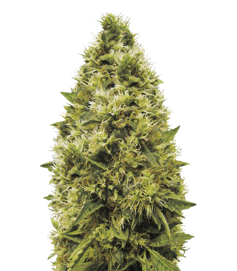 The White cannabis seeds packaging — Royal King Seeds Australia
