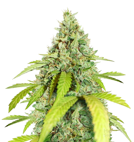 Thin Mint GSC cannabis seeds packaging — Royal King Seeds Australia