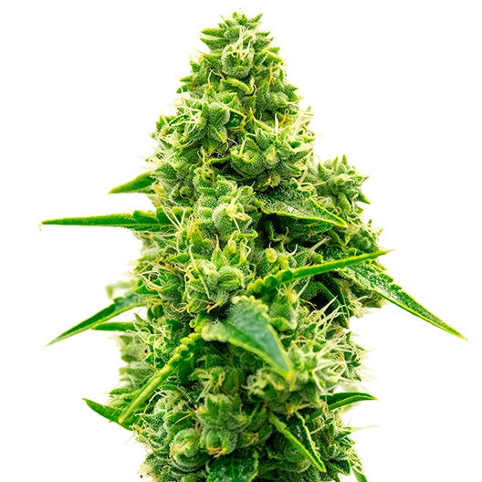 Tiger Woods cannabis seeds packaging — Royal King Seeds Australia