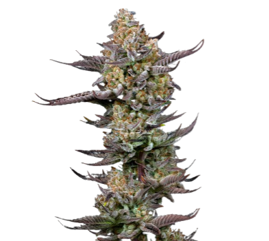 Tigermelon cannabis seeds packaging — Royal King Seeds Australia