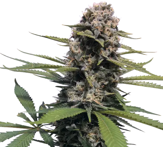 Timewreck cannabis seeds packaging — Royal King Seeds Australia