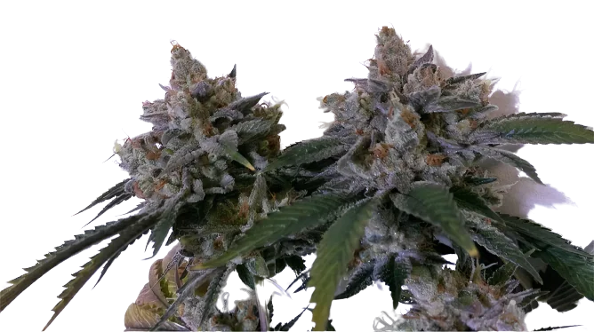 Tora Bora Feminized