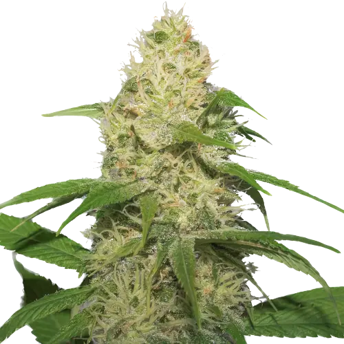 Training Day Feminized