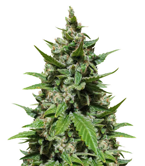 Trash Feminized