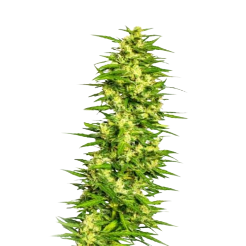 Treasure Island cannabis seeds packaging — Royal King Seeds Australia