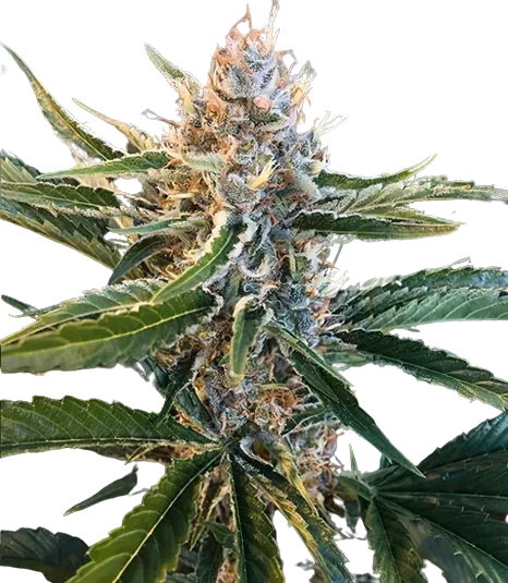 Tree of Life cannabis seeds packaging — Royal King Seeds Australia