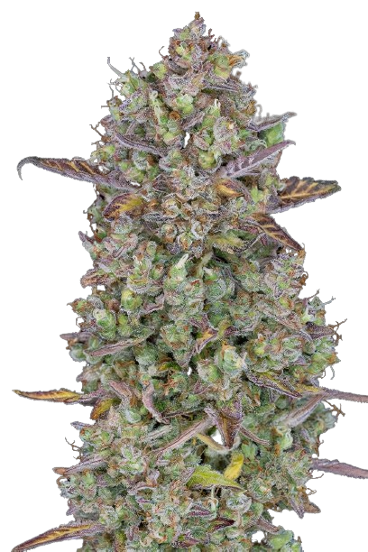 Triangle Kush cannabis seeds packaging — Royal King Seeds Australia
