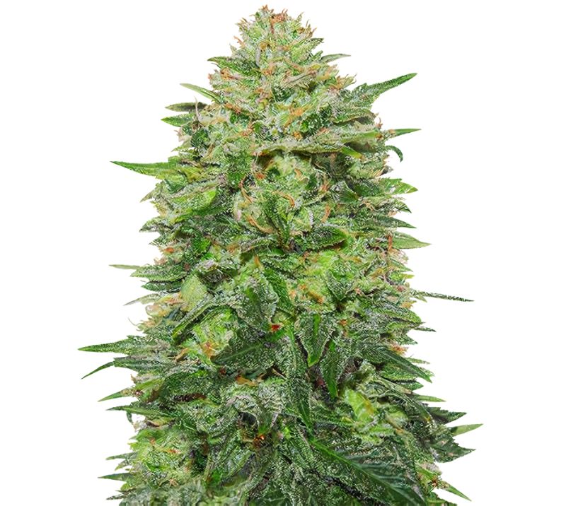 Triple Cheese cannabis seeds packaging — Royal King Seeds Australia