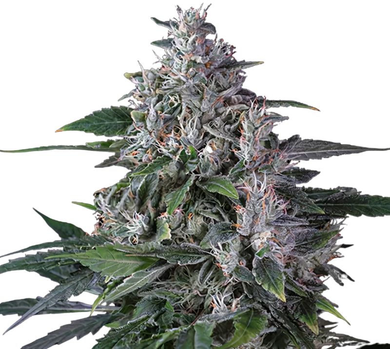 Tropic Thunder cannabis seeds packaging — Royal King Seeds Australia