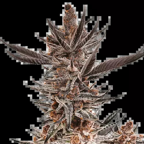 Tropicana Cookies cannabis seeds packaging — Royal King Seeds Australia