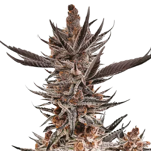 Tropicana Cookies Purple cannabis seeds packaging — Royal King Seeds Australia