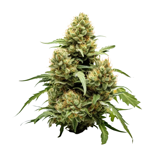 True OG cannabis seeds packaging — Royal King Seeds Australia