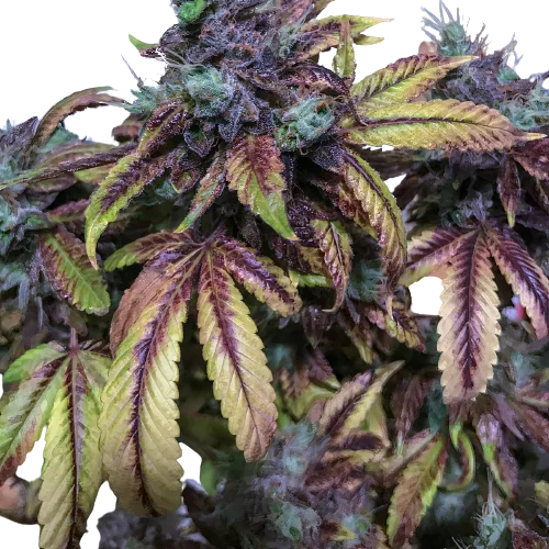 Tuna Kush cannabis seeds packaging — Royal King Seeds Australia