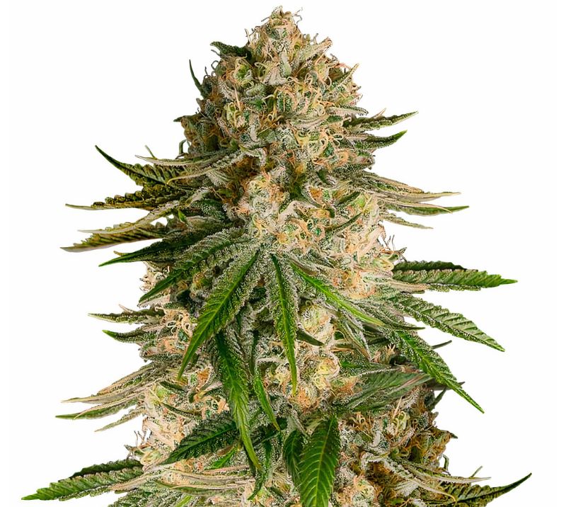 Turbo Mind Warp cannabis seeds packaging — Royal King Seeds Australia