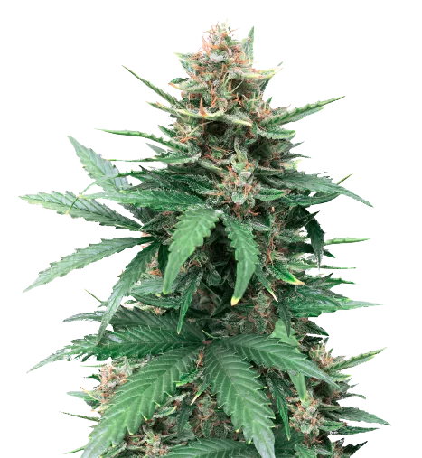 Tutankhamon cannabis seeds packaging — Royal King Seeds Australia