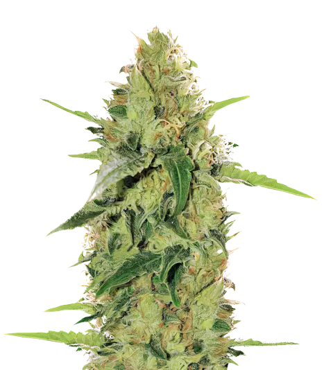 Tutti Frutti cannabis seeds packaging — Royal King Seeds Australia