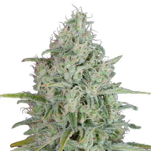 UK Cheese cannabis seeds packaging — Royal King Seeds Australia