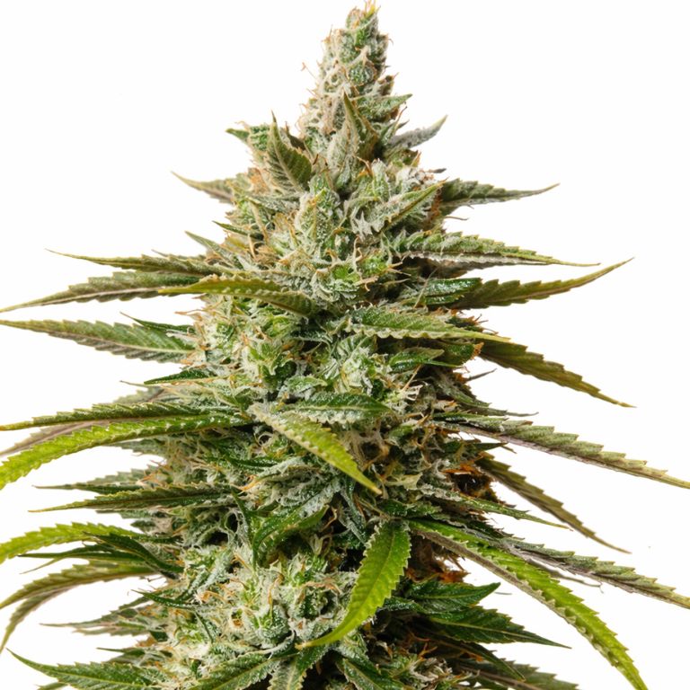 UW cannabis seeds packaging — Royal King Seeds Australia