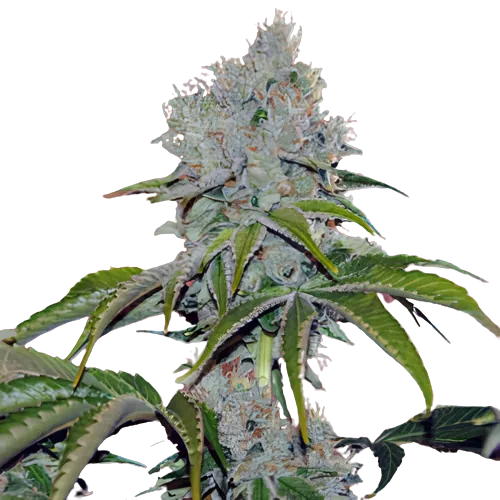 Vader OG cannabis seeds packaging — Royal King Seeds Australia