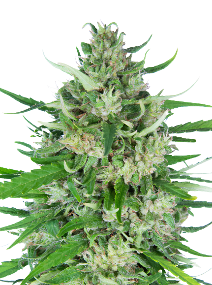 Valentine X CBD cannabis seeds packaging — Royal King Seeds Australia
