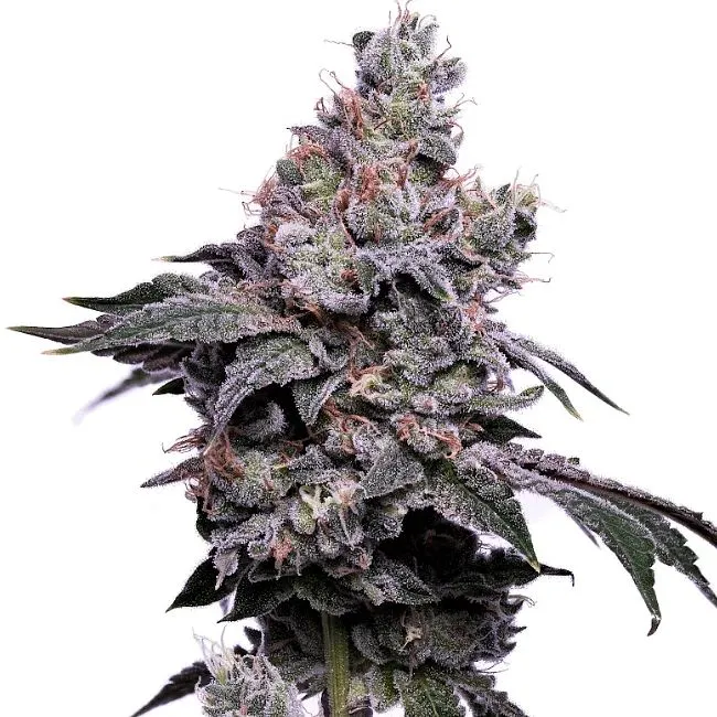 Valley Ghash cannabis seeds packaging — Royal King Seeds Australia