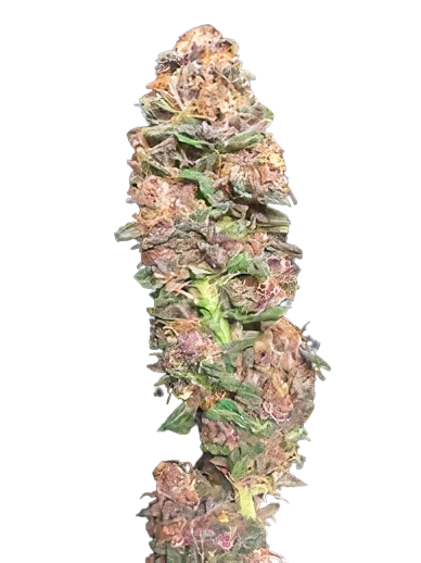 Vanilla Kush cannabis seeds packaging — Royal King Seeds Australia