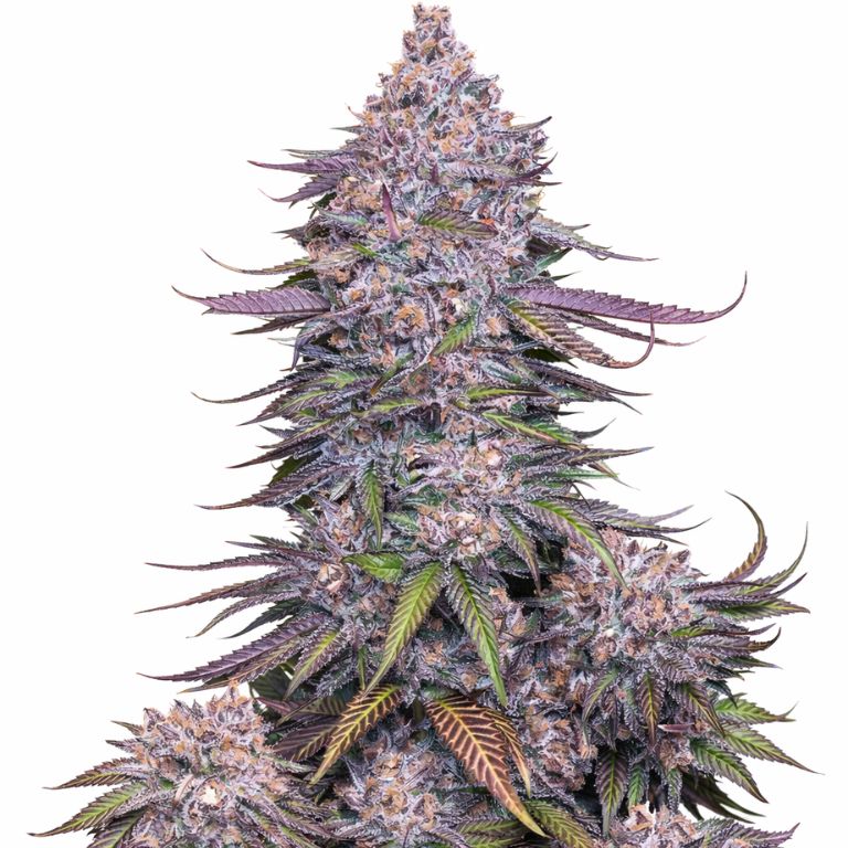 Venom OG cannabis seeds packaging — Royal King Seeds Australia