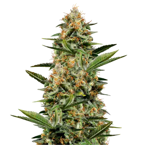 Venus OG cannabis seeds packaging — Royal King Seeds Australia