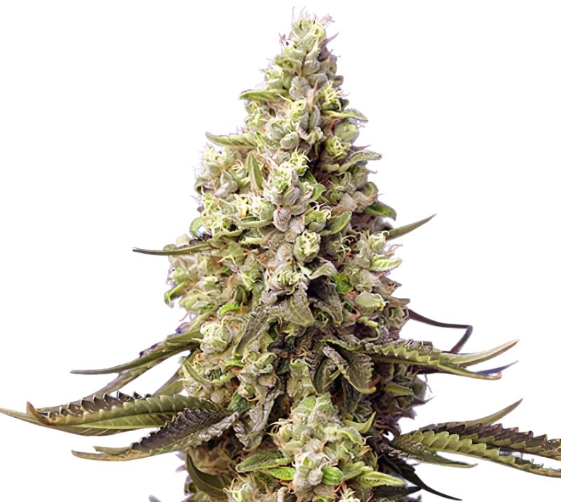 Violator Kush cannabis seeds packaging — Royal King Seeds Australia