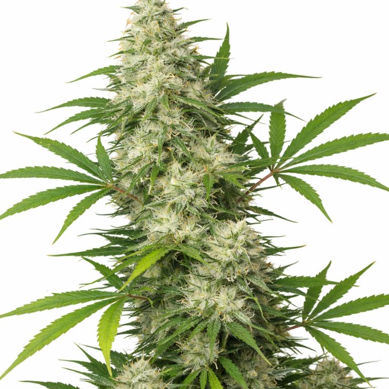 Vortex cannabis seeds packaging — Royal King Seeds Australia