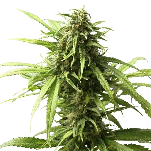 Warlock cannabis seeds packaging — Royal King Seeds Australia