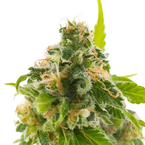 Watermelon cannabis seeds packaging — Royal King Seeds Australia