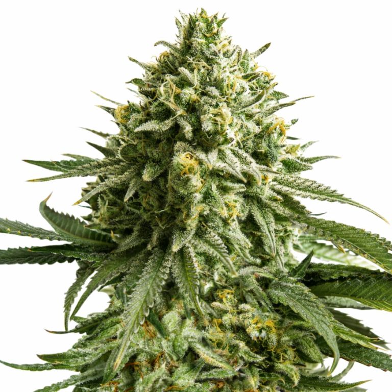 Wedding Cake cannabis seeds packaging — Royal King Seeds Australia