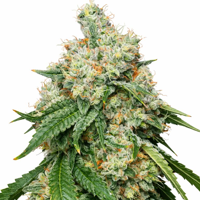 Wedding Pie cannabis seeds packaging — Royal King Seeds Australia